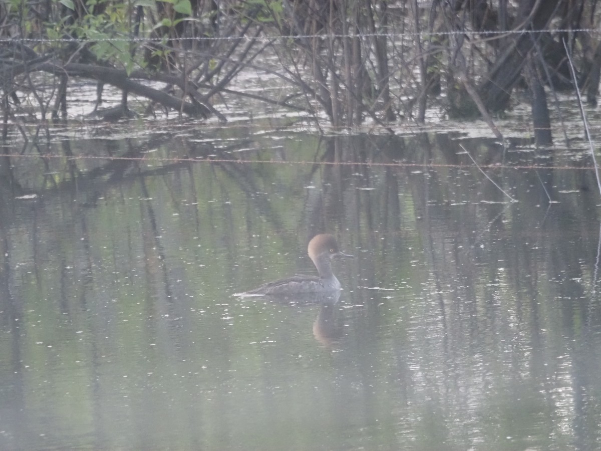 Hooded Merganser - ML543402151