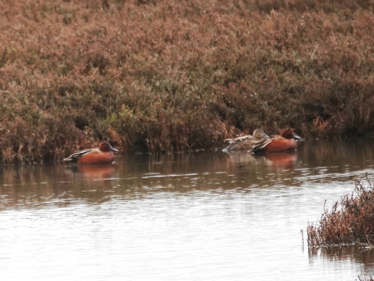 Cinnamon Teal - Norman Uyeda