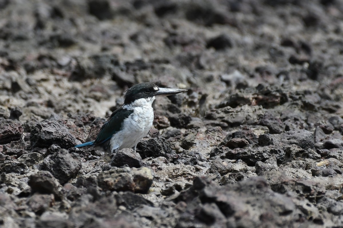 Torresian Kingfisher - ML54340241