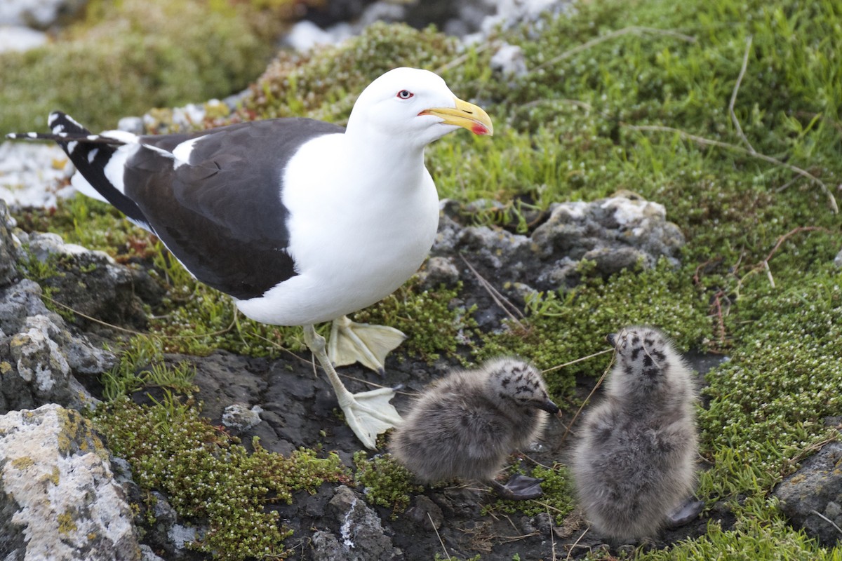 Kelp Gull - ML54340321