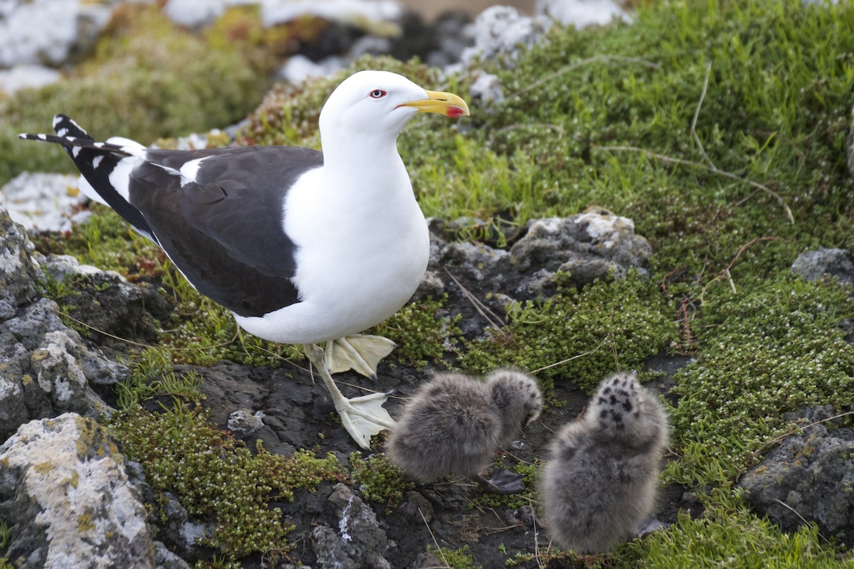 Kelp Gull - ML54340331