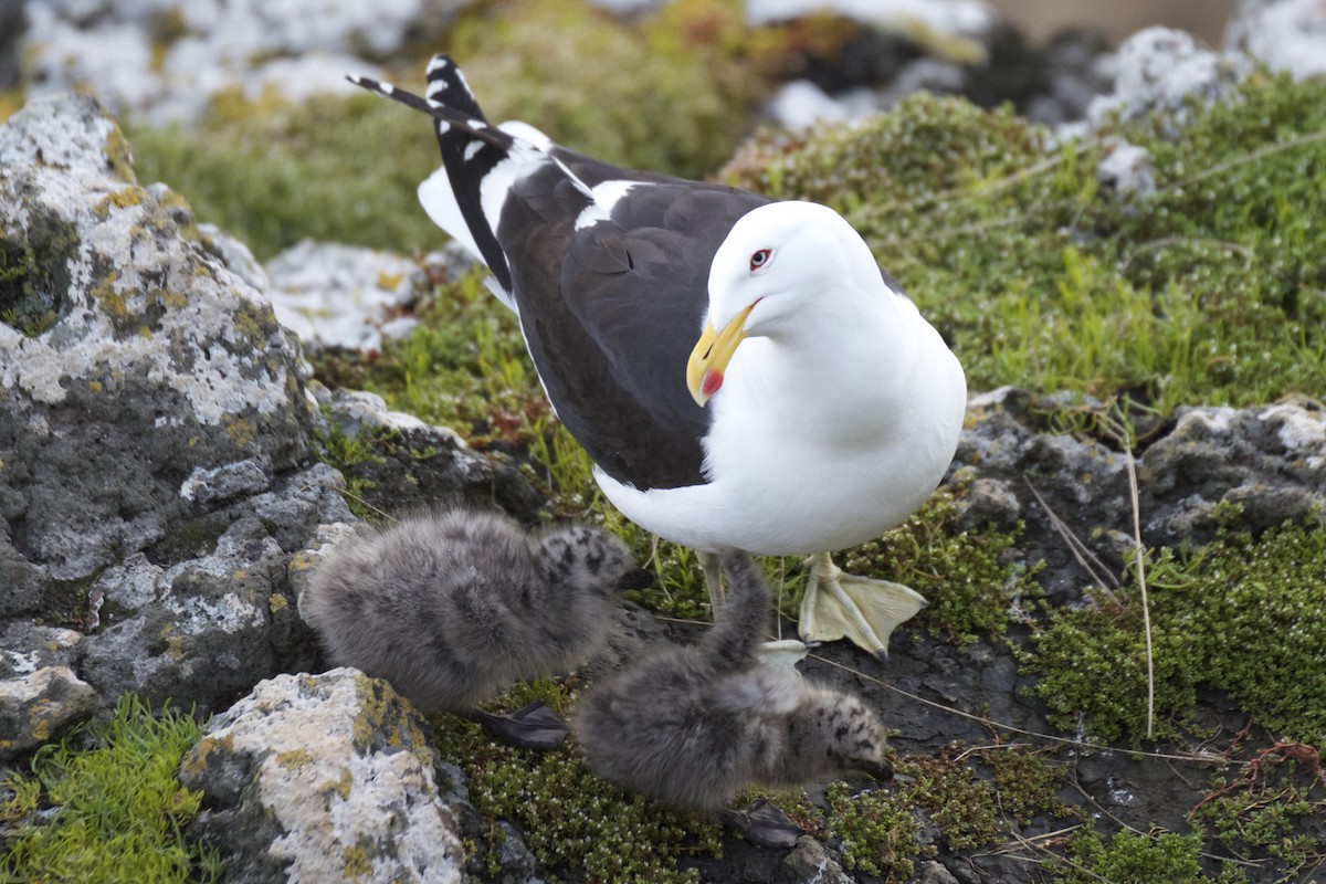 Kelp Gull - Chris Barnes