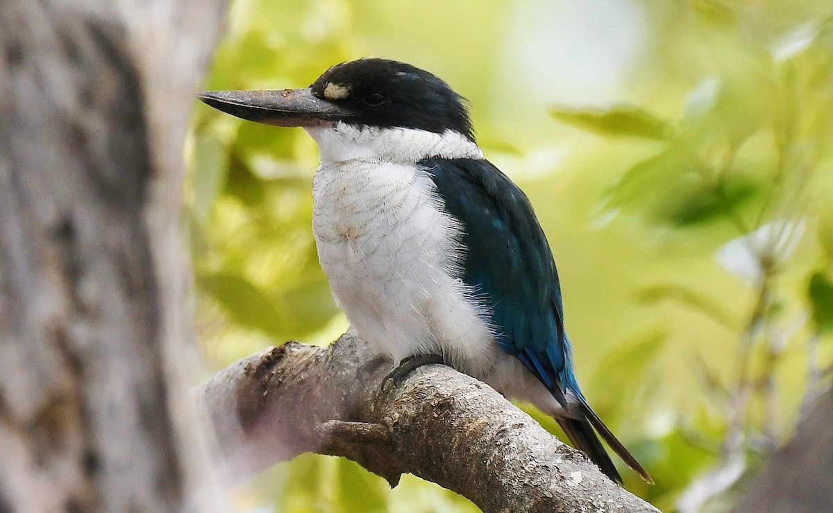 Torresian Kingfisher - Terence Alexander