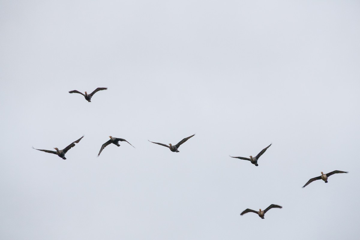 Double-crested Cormorant - ML54340391