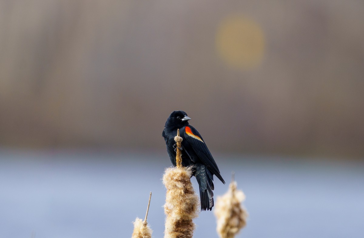 Red-winged Blackbird - ML543405851