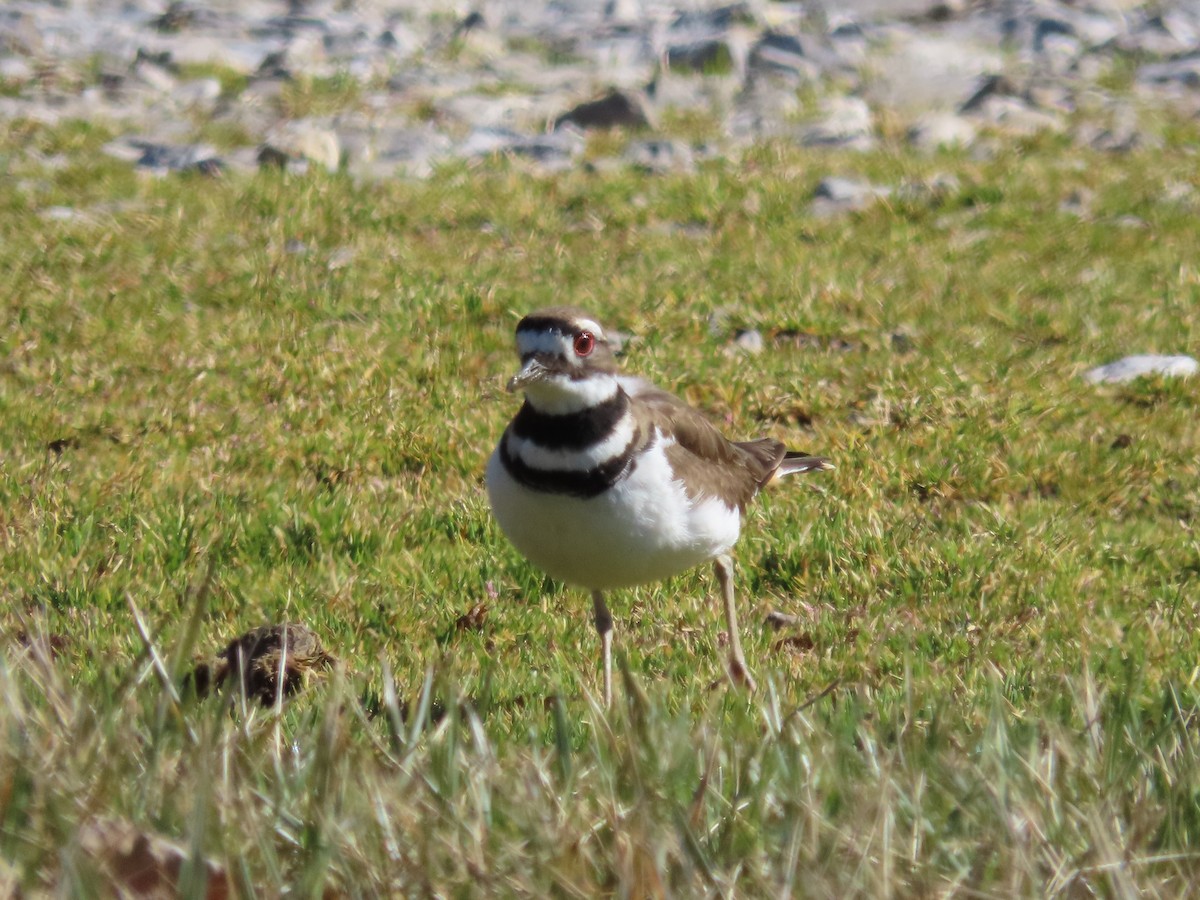 Killdeer - ML543405901