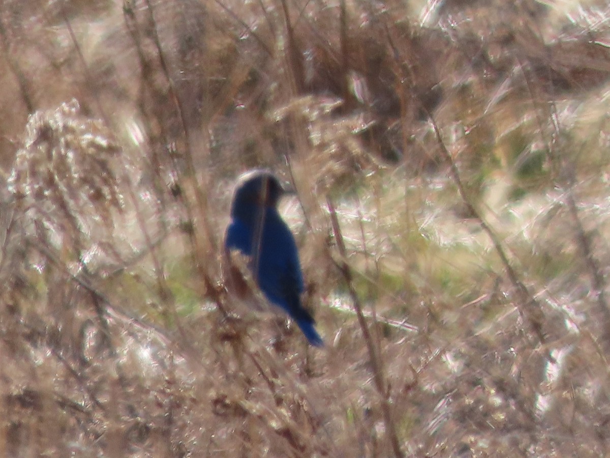 Eastern Bluebird - ML543405941