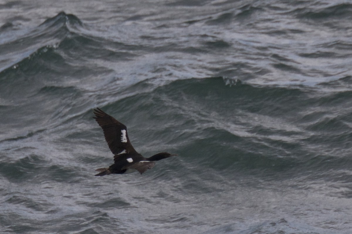 Stewart Island Shag - Chris Barnes