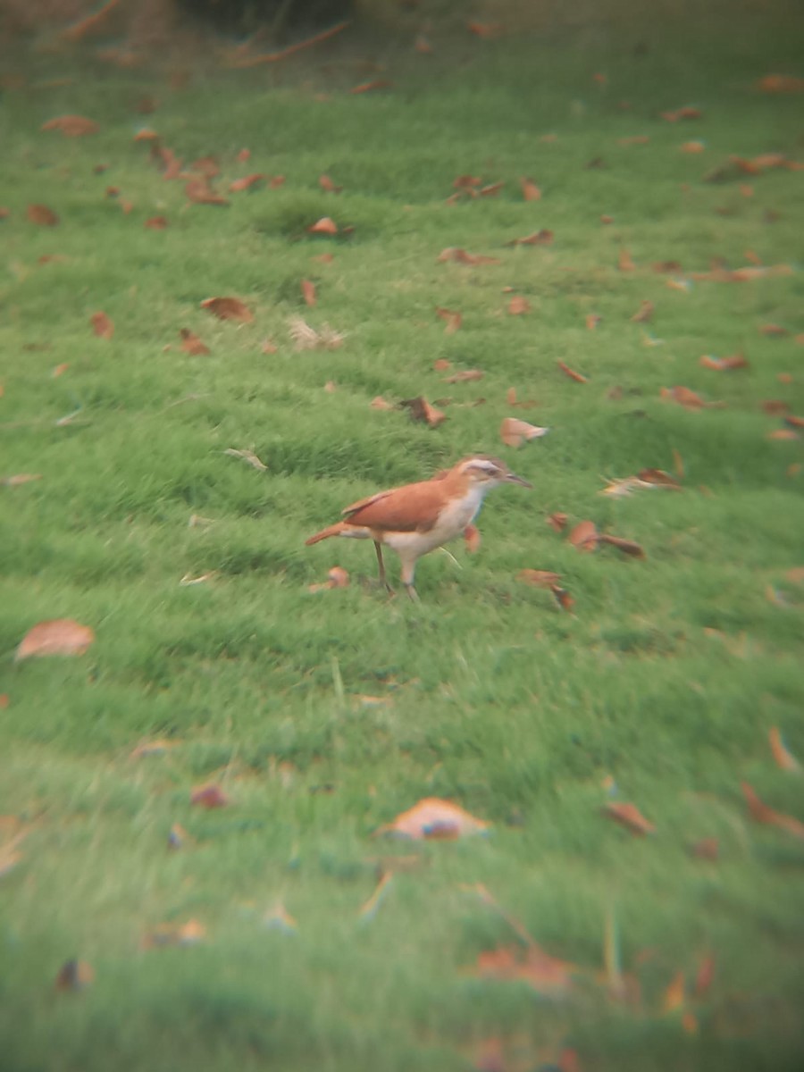 Pacific Hornero - ML543407241