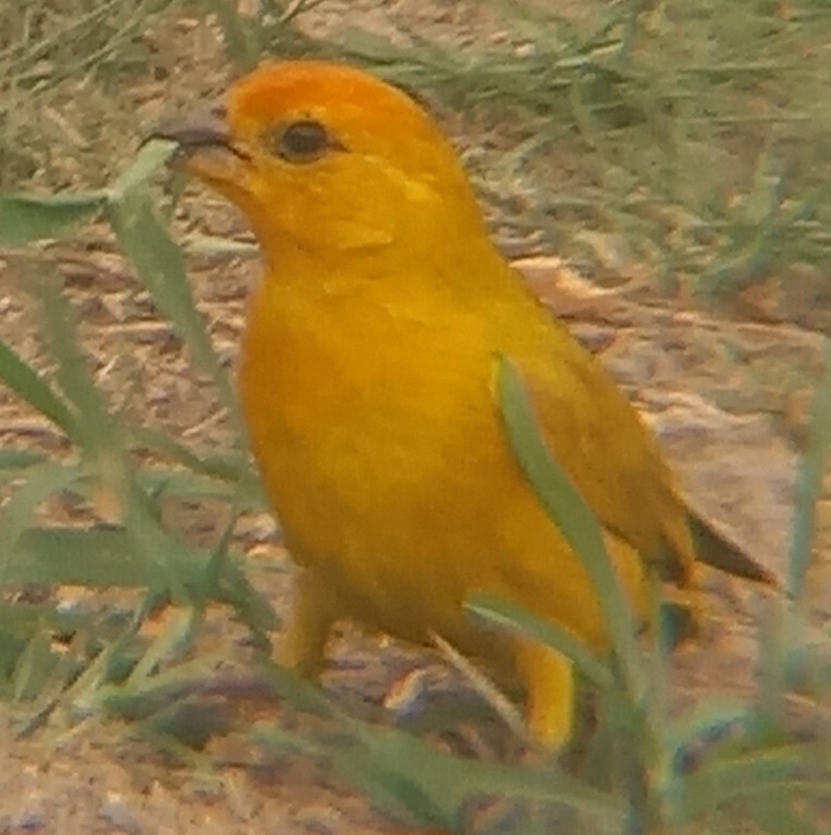 Saffron Finch - ML543407271