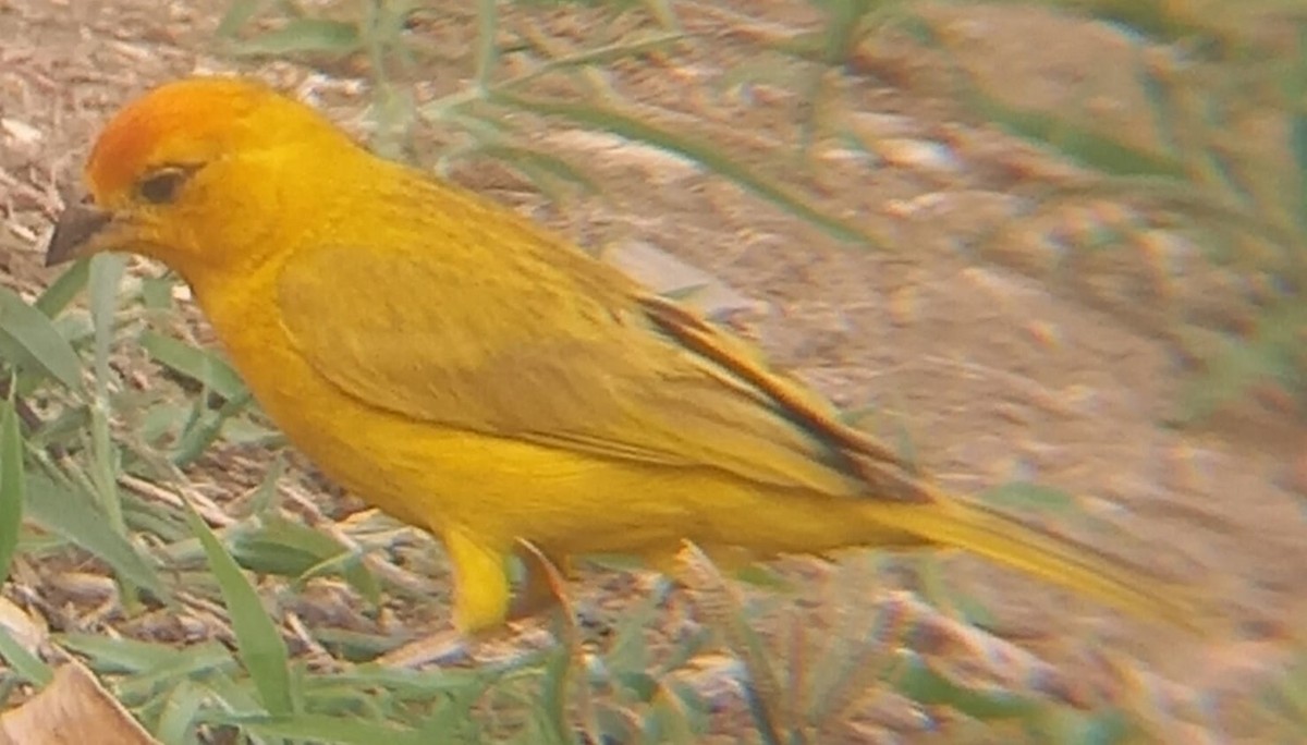 Saffron Finch - ML543407291