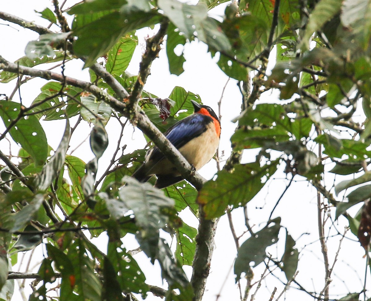 Orange-throated Tanager - Jeffrey Anderson