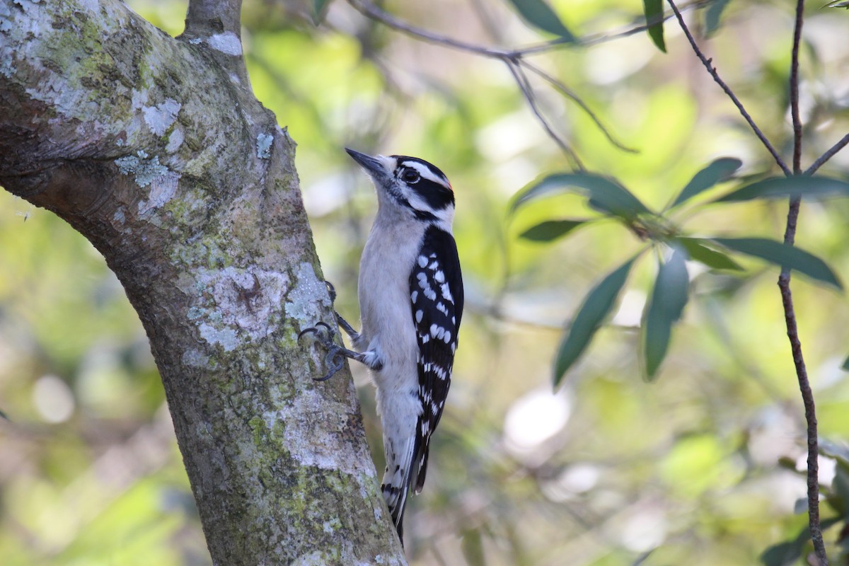 Downy Woodpecker - ML543408571