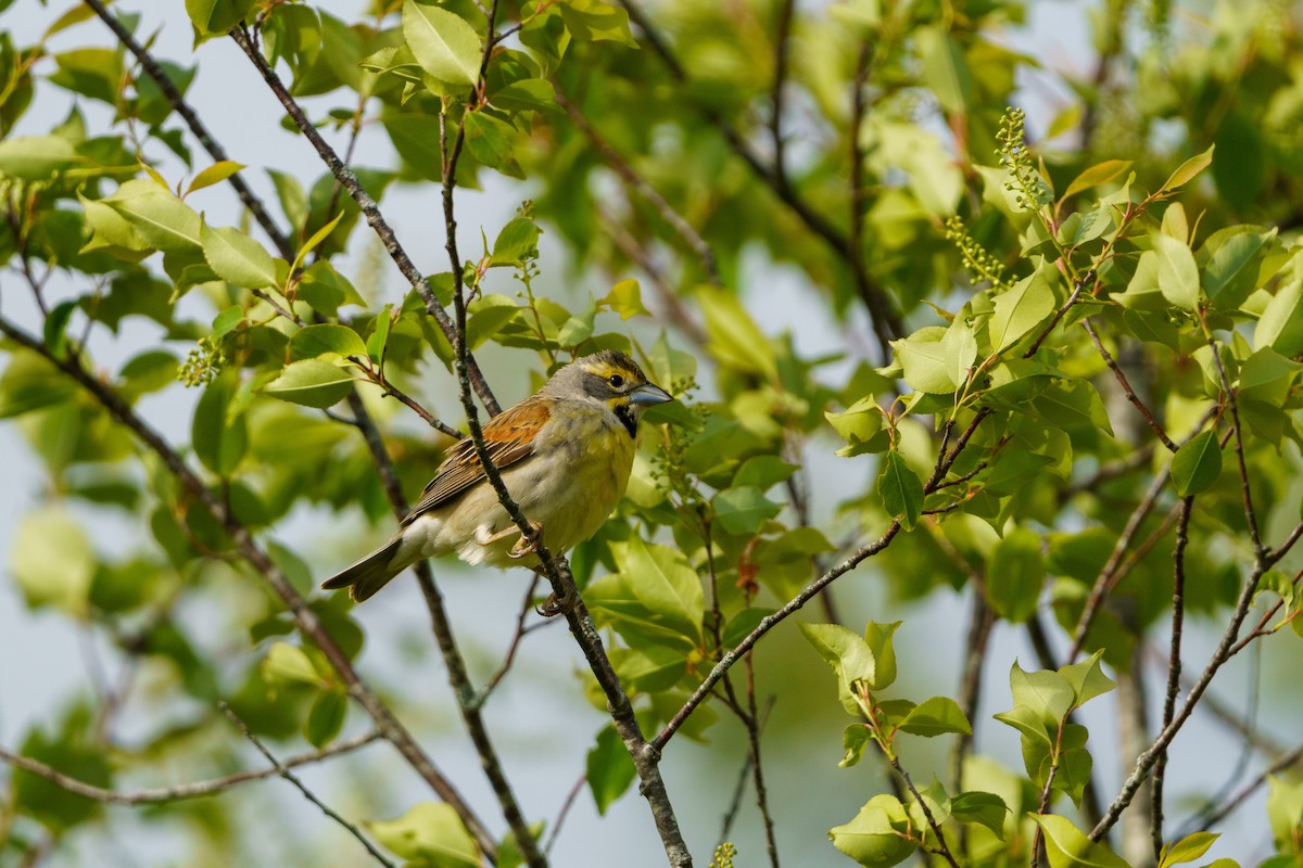 Dickcissel - ML543408671