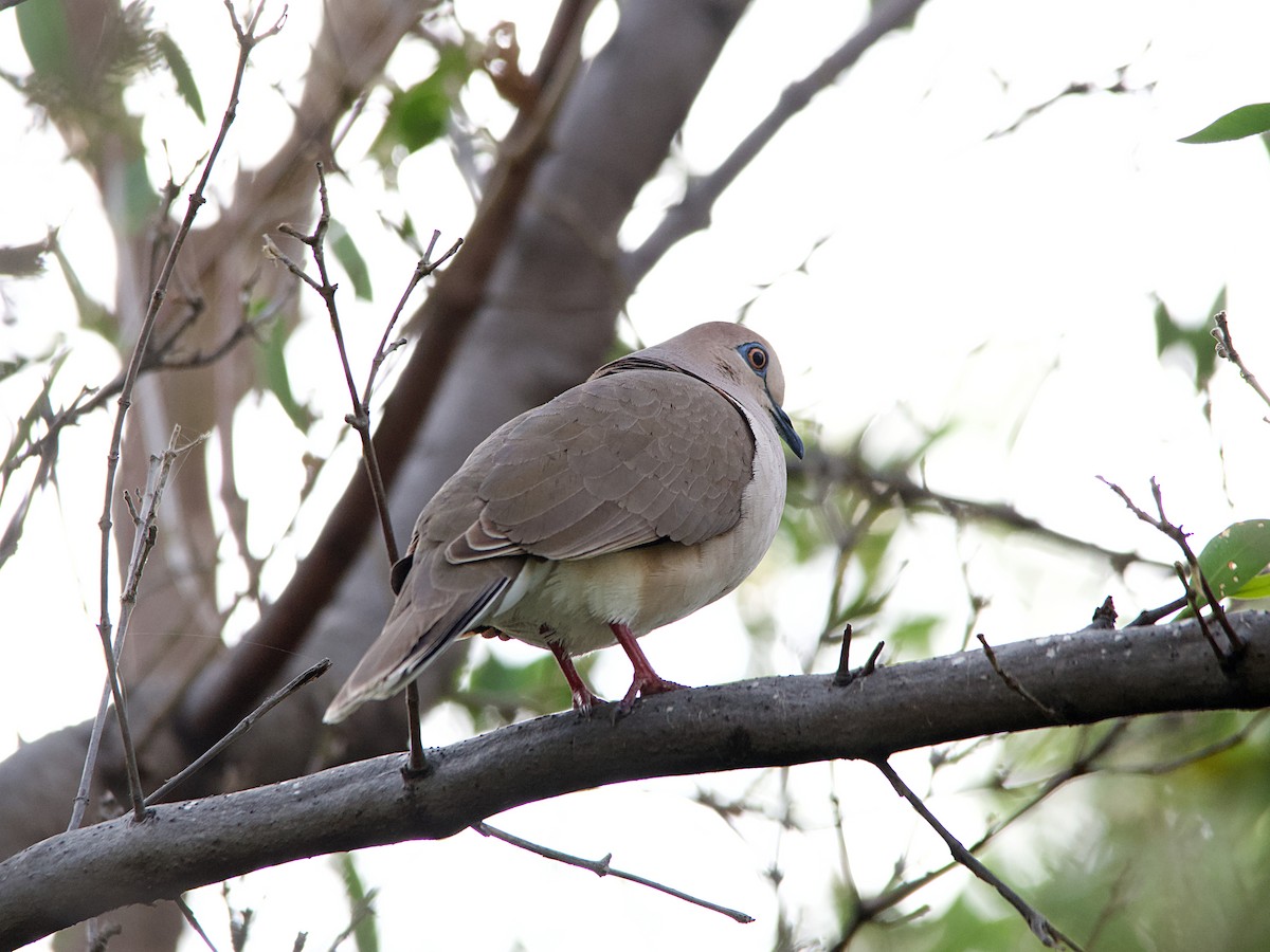 White-tipped Dove - Michael Tromp