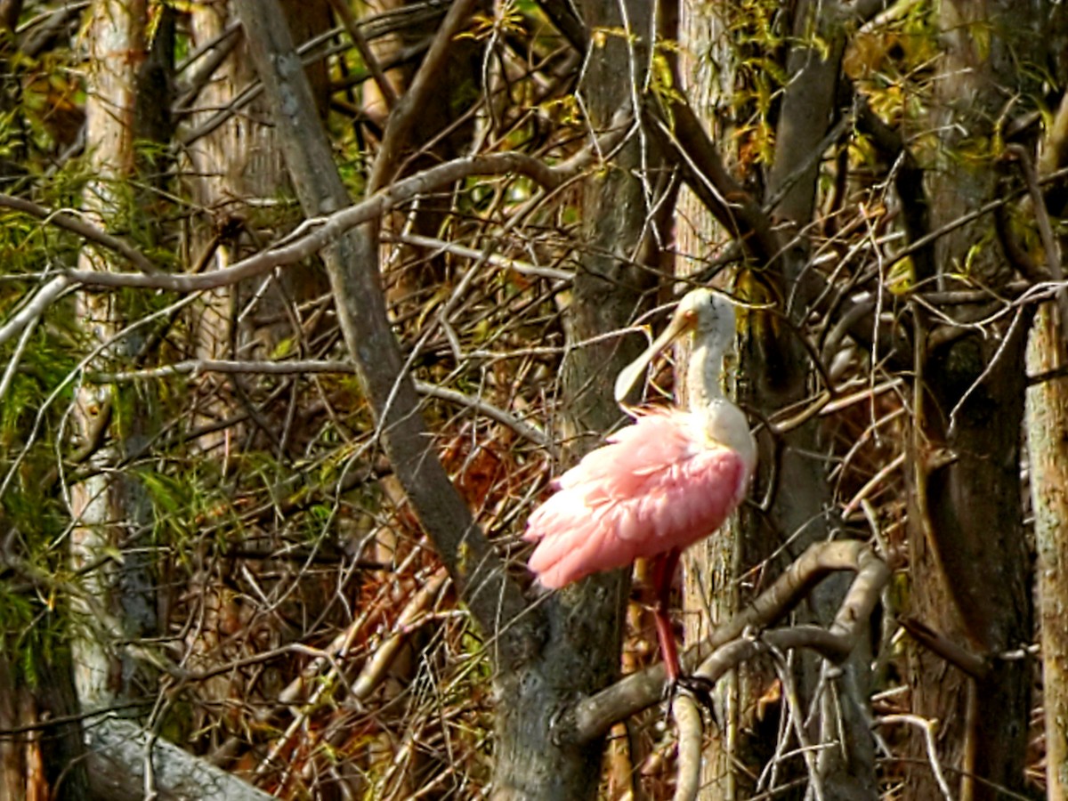 Roseate Spoonbill - Gregory Miller 🦆 (no playback)