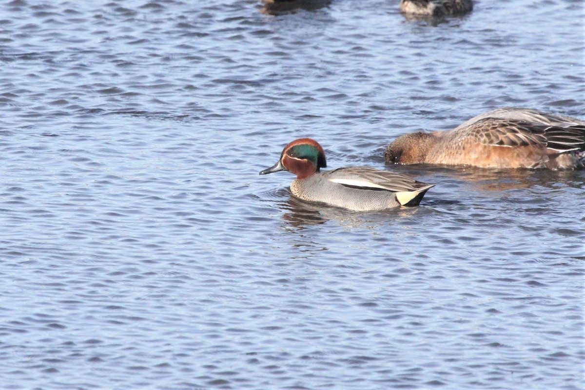 Green-winged Teal - ML543412371