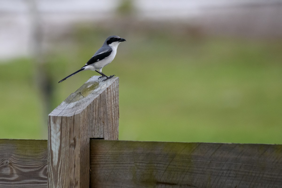 Loggerhead Shrike - ML543416321