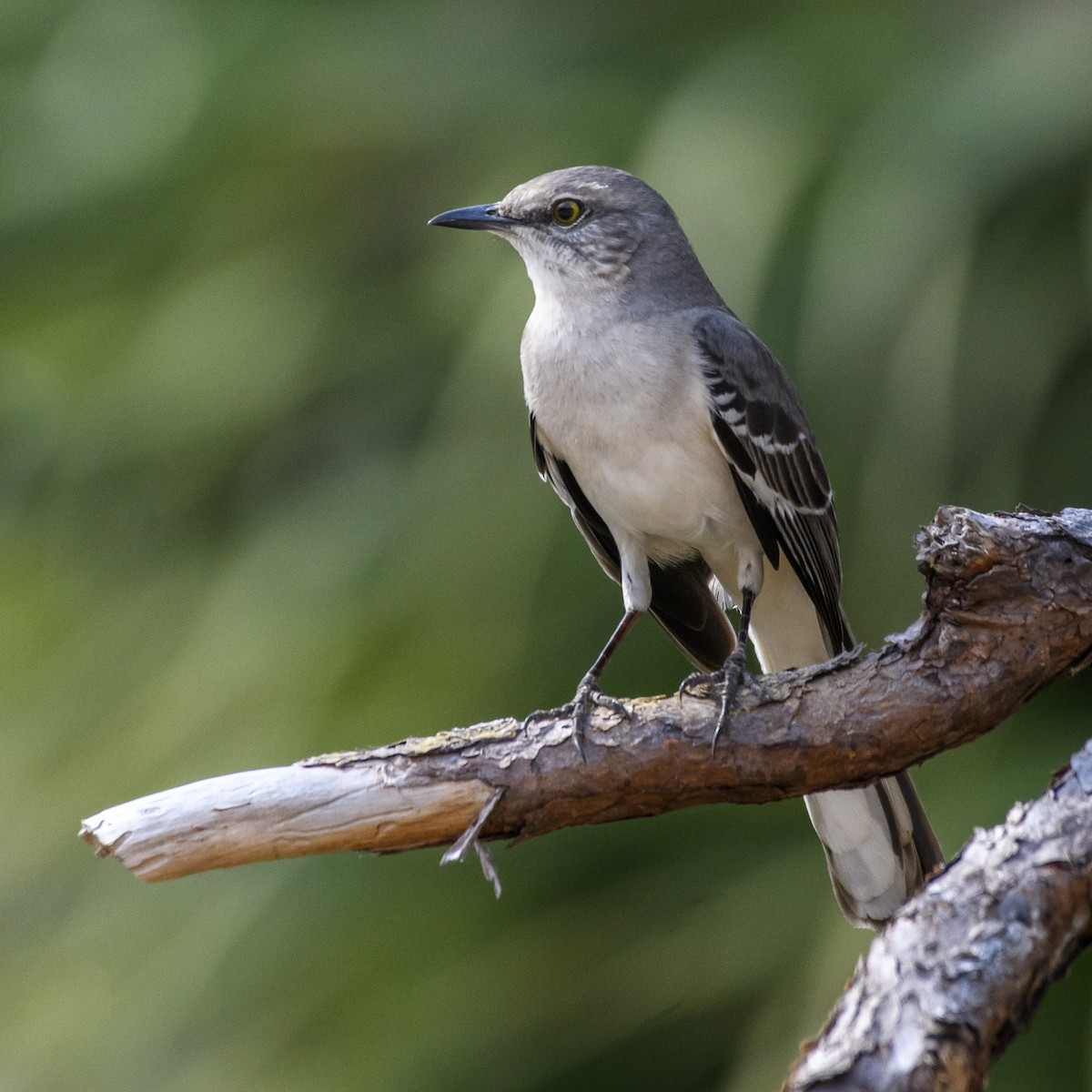 Northern Mockingbird - ML543416471