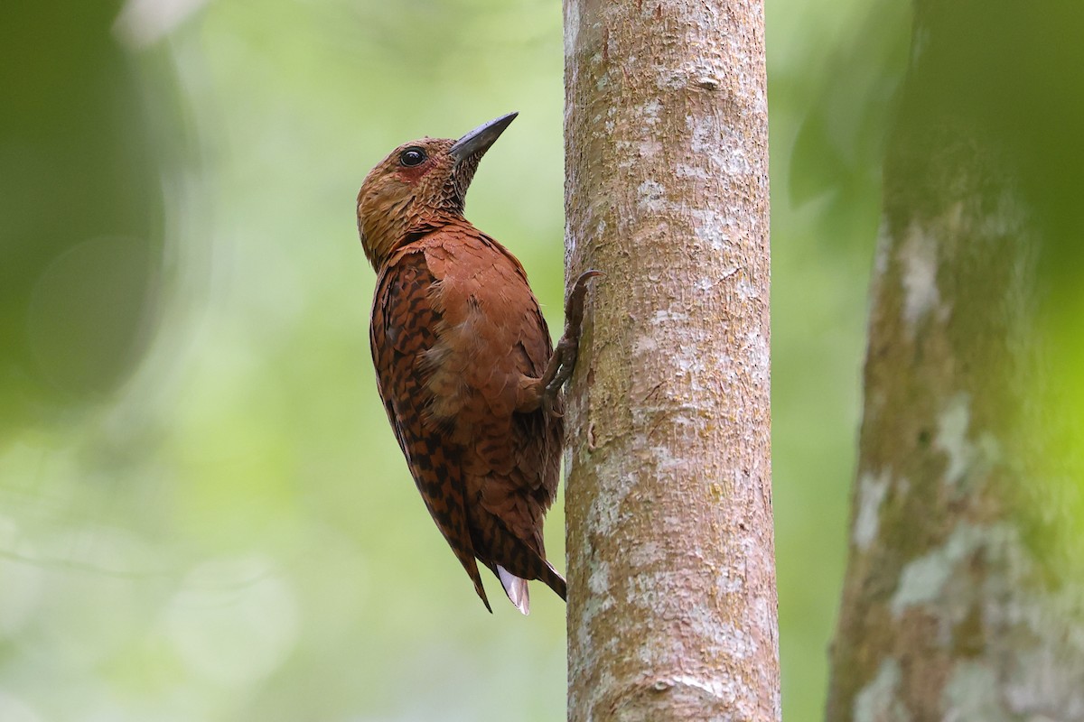 Rufous Woodpecker - ML543418861