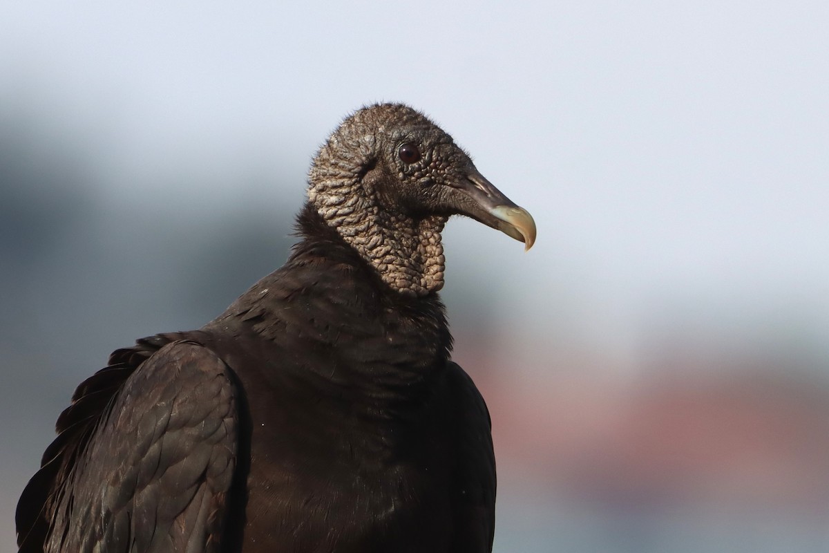 Black Vulture - Vincent O'Brien