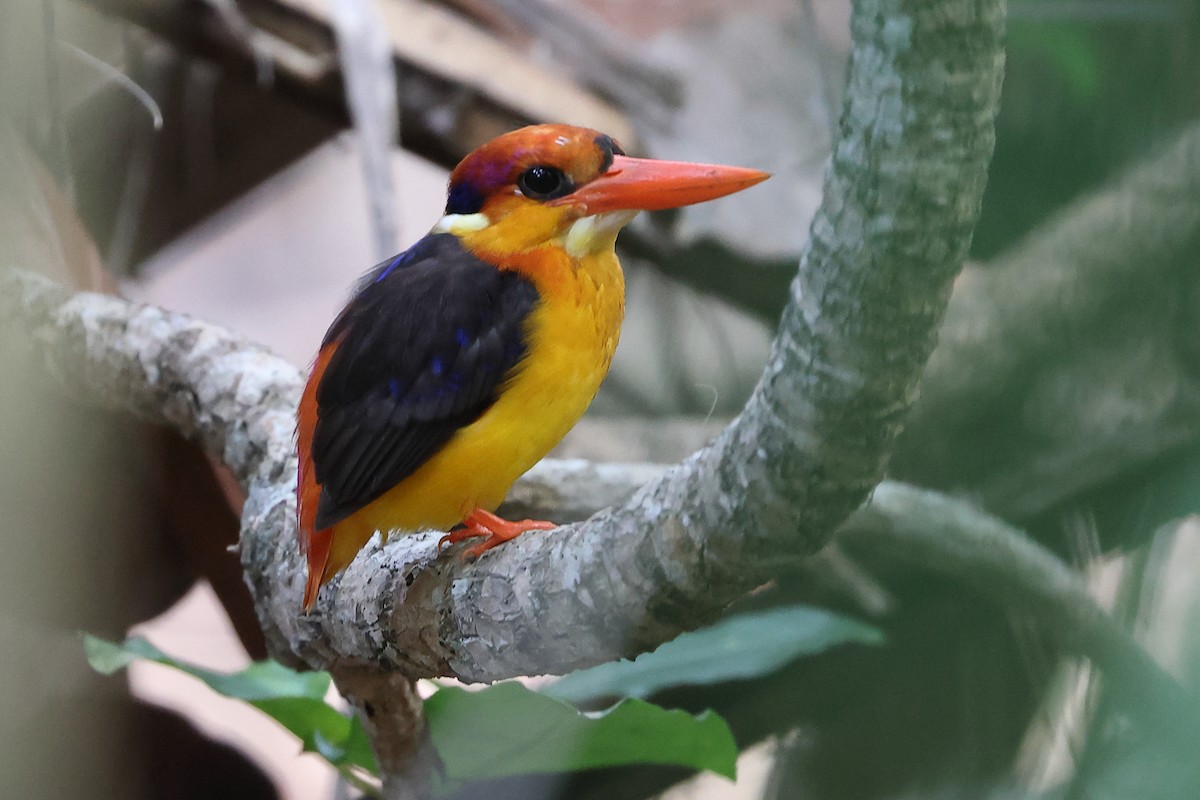 黑背三趾翠鳥 - ML543419111