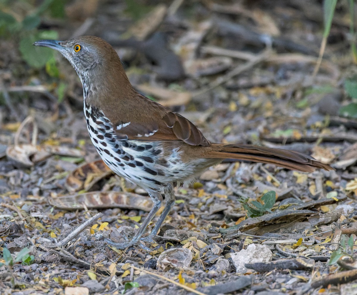 Long-billed Thrasher - ML543419241