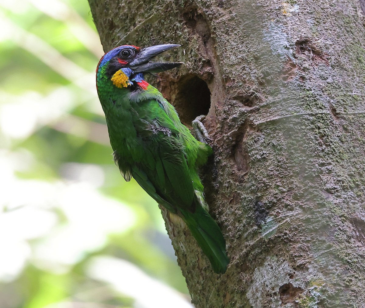 Red-crowned Barbet - ML543420431