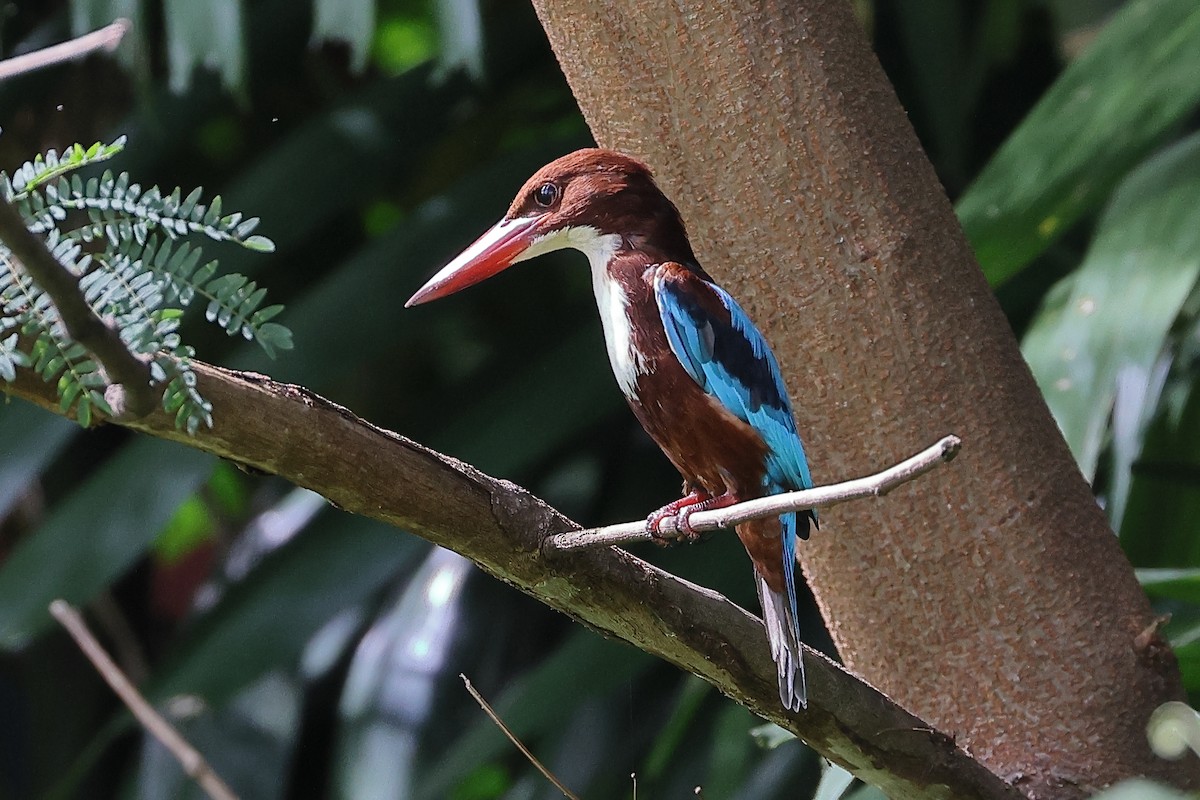 White-throated Kingfisher - Pablo Silber