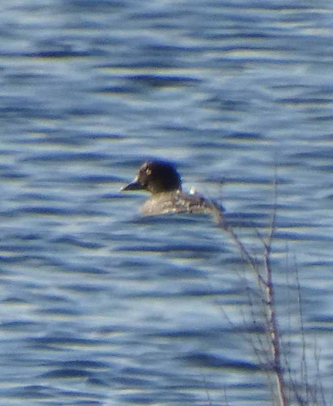 Common Goldeneye - ML543421361