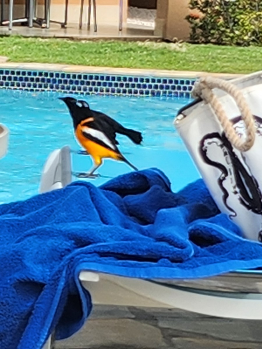 Venezuelan Troupial - ML543422671