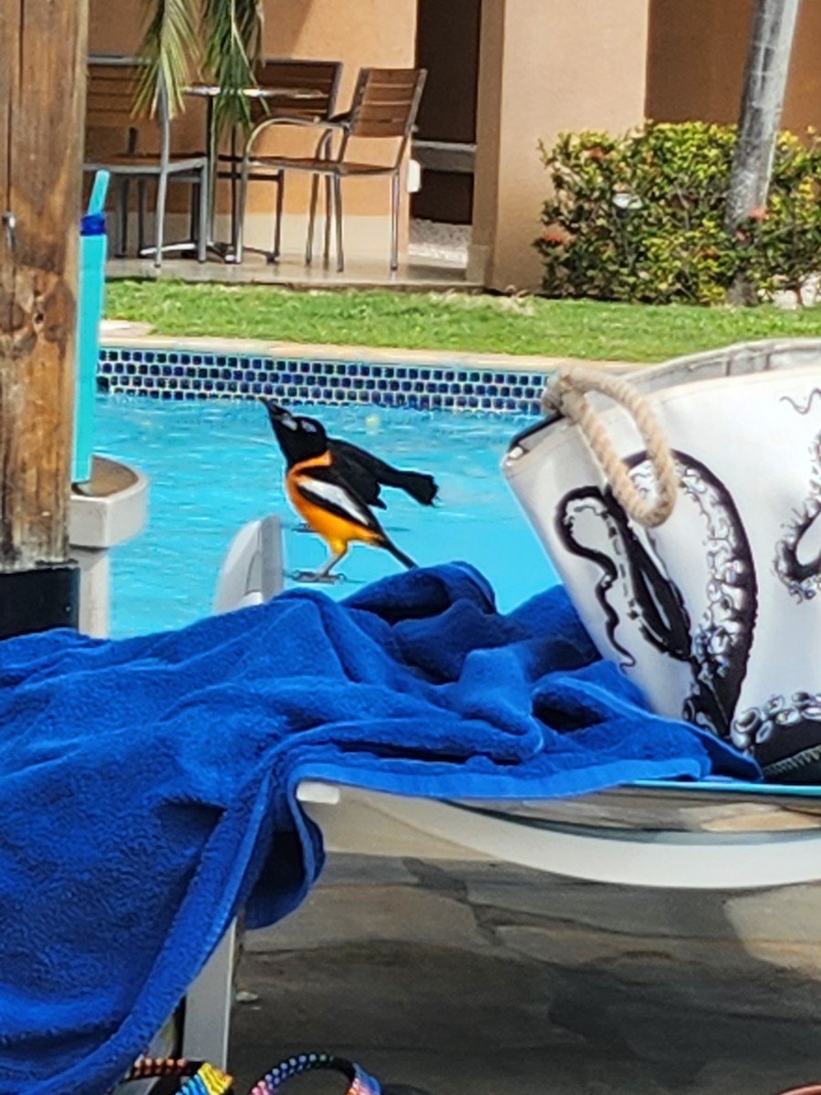 Venezuelan Troupial - ML543422681