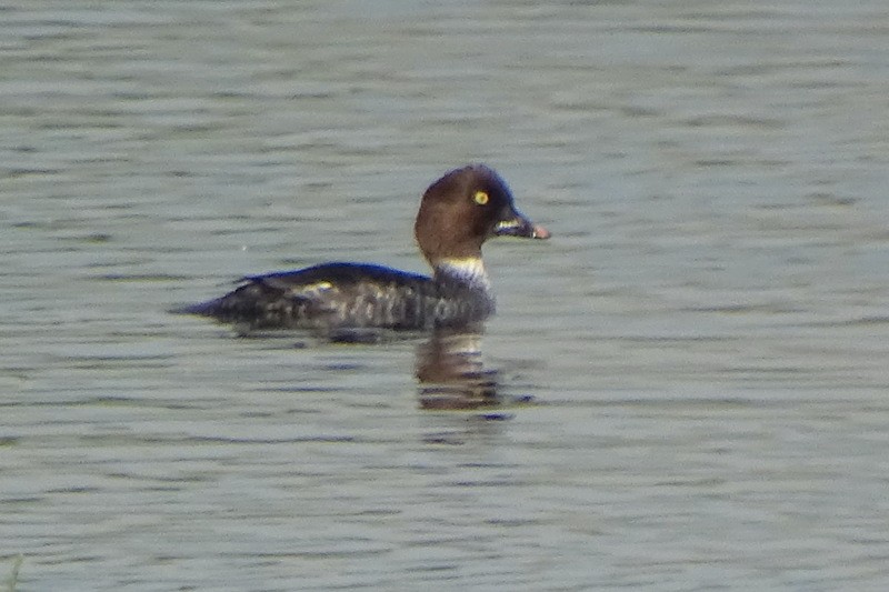 Common Goldeneye - ML543422941