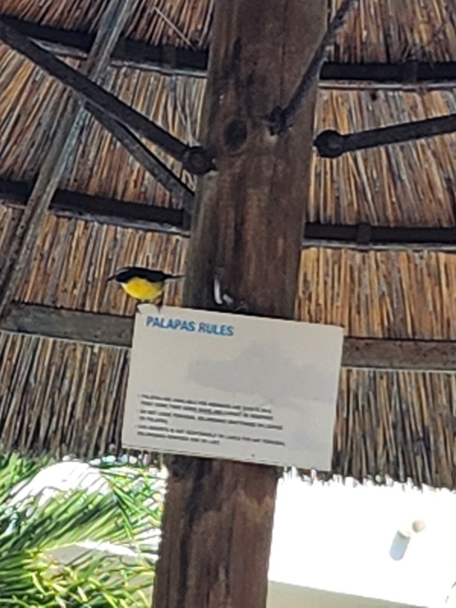 Bananaquit - ML543423641