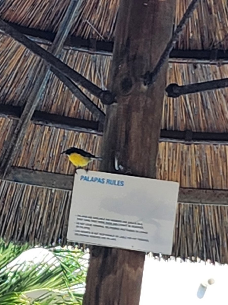 Bananaquit - ML543423651