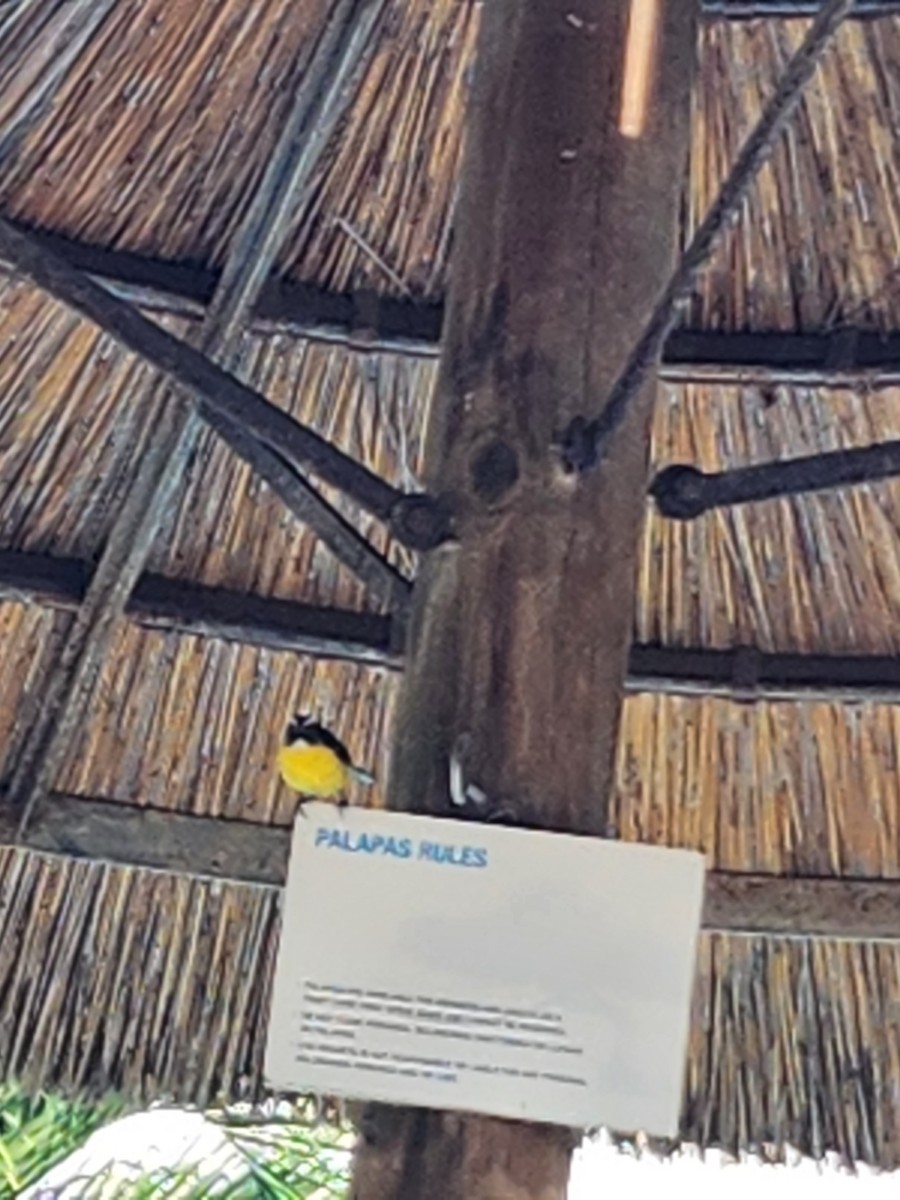 Bananaquit - ML543423661