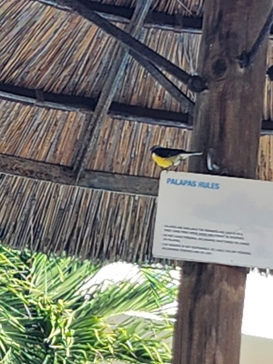 Bananaquit - ML543423671