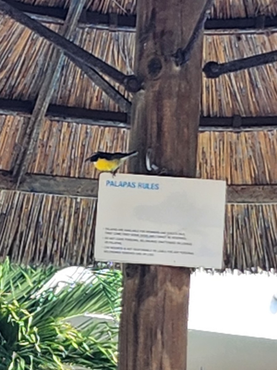 Bananaquit - ML543423681