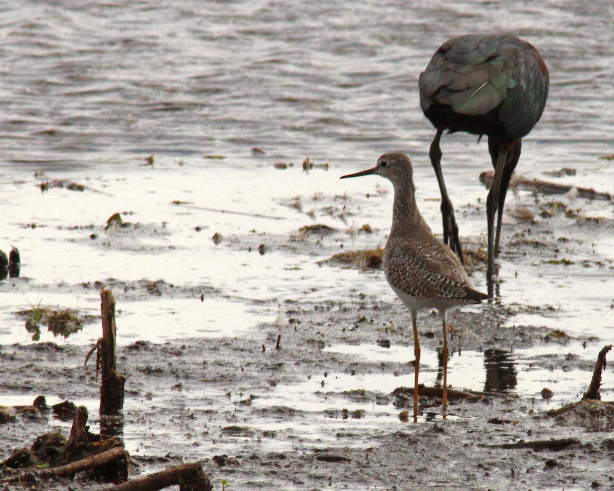 Lesser Yellowlegs - ML543424011