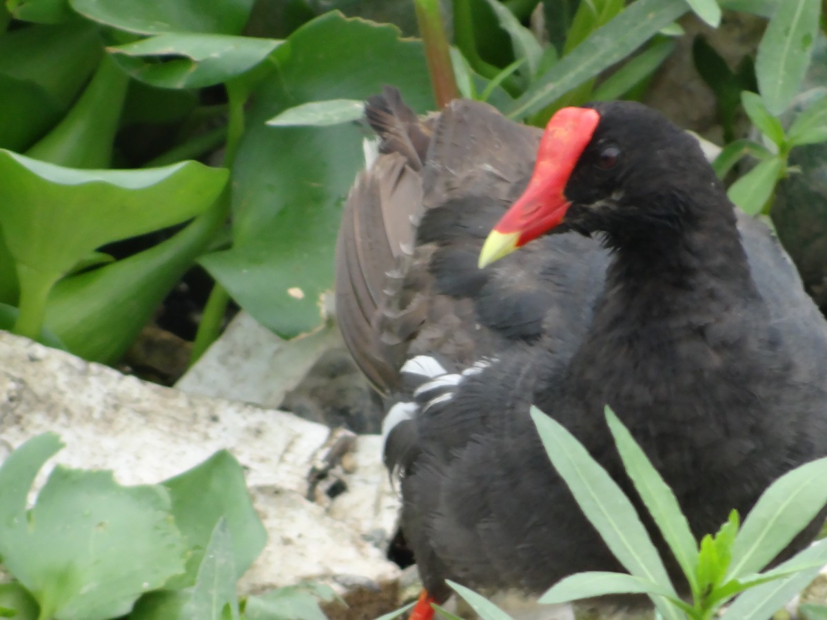 Common Gallinule - Almir Maia