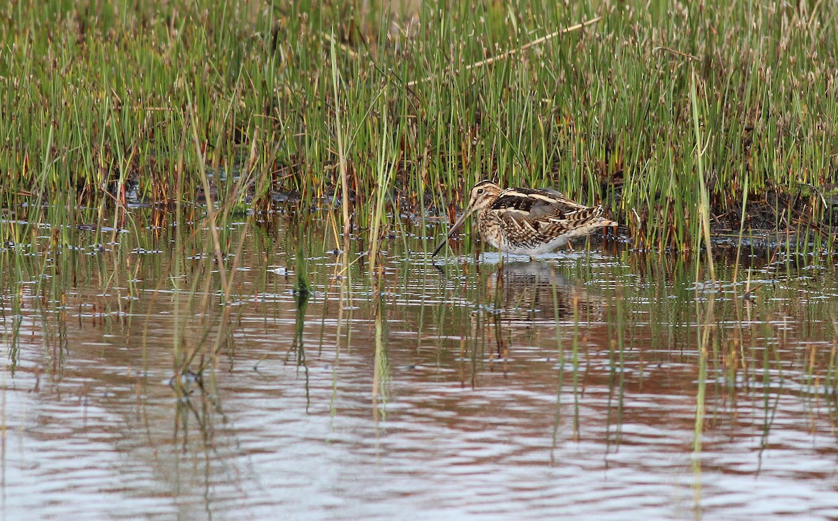 Common Snipe - ML54342491