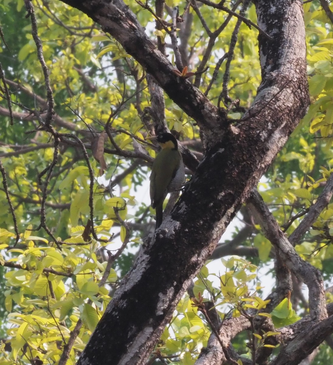 Black-headed Woodpecker - ML543425961