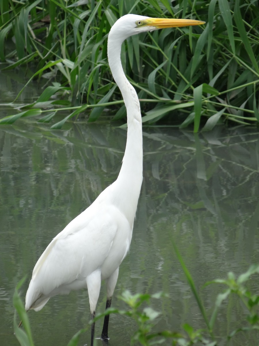 Great Egret - ML543425991