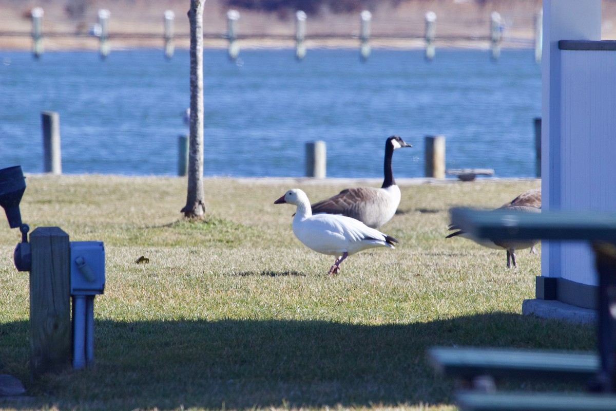 Snow Goose - ML543426131