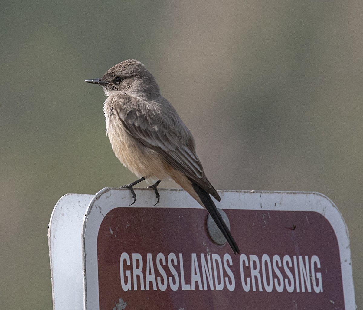 Say's Phoebe - Terry  Hurst