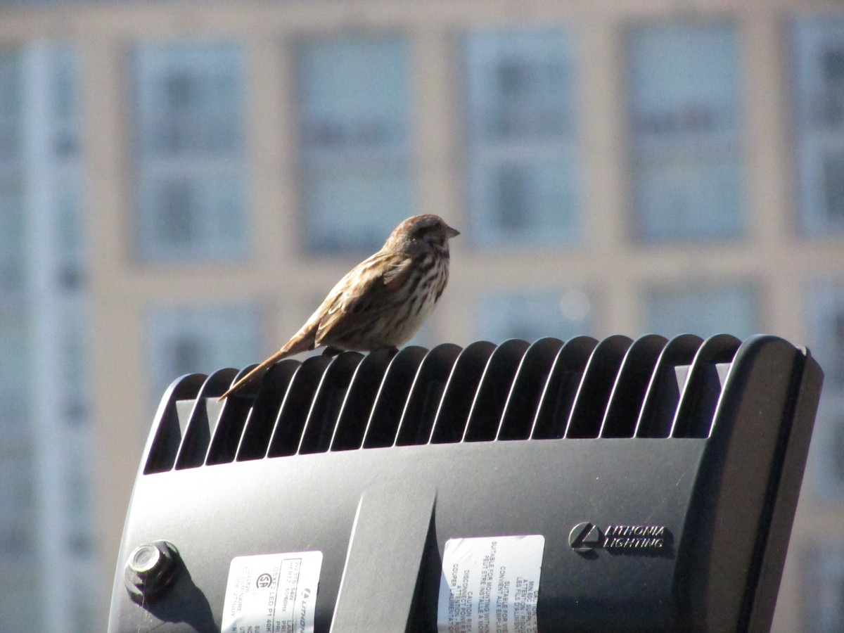 Song Sparrow - ML543426421