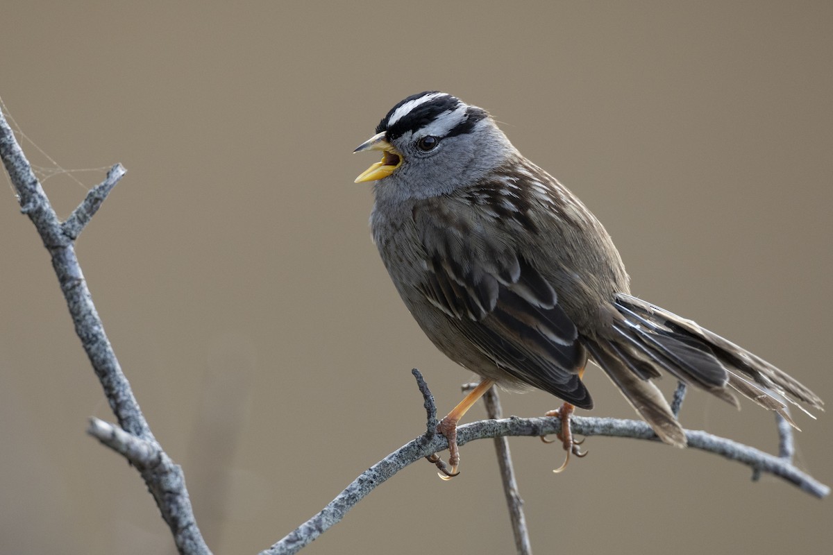 White-crowned Sparrow (nuttalli) - Michael Stubblefield