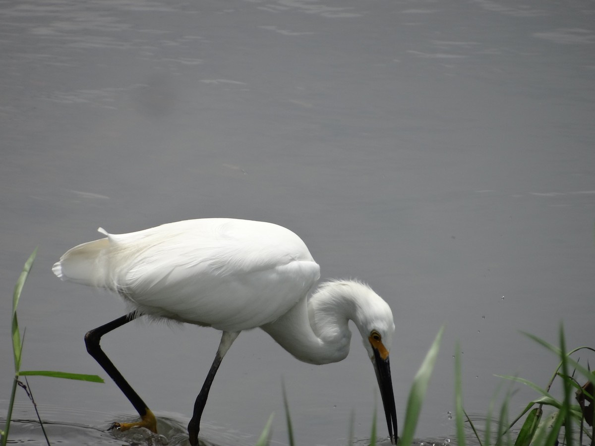 Snowy Egret - ML543426871