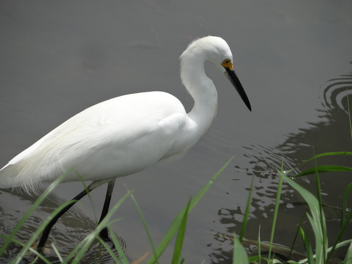 Snowy Egret - ML543426881