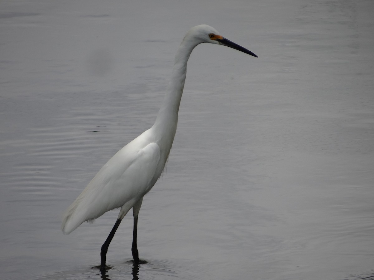 Snowy Egret - ML543426891